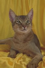 Абиссинская кошка на желтом фоне