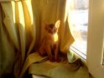 Абиссинская кошка возле окна