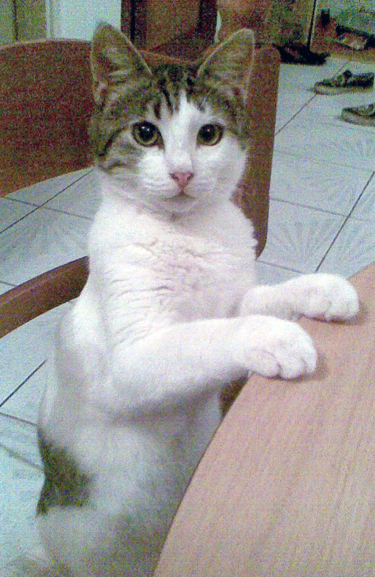 Эгейская кошка фото