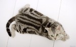 Американская короткошерстная кошка на полу