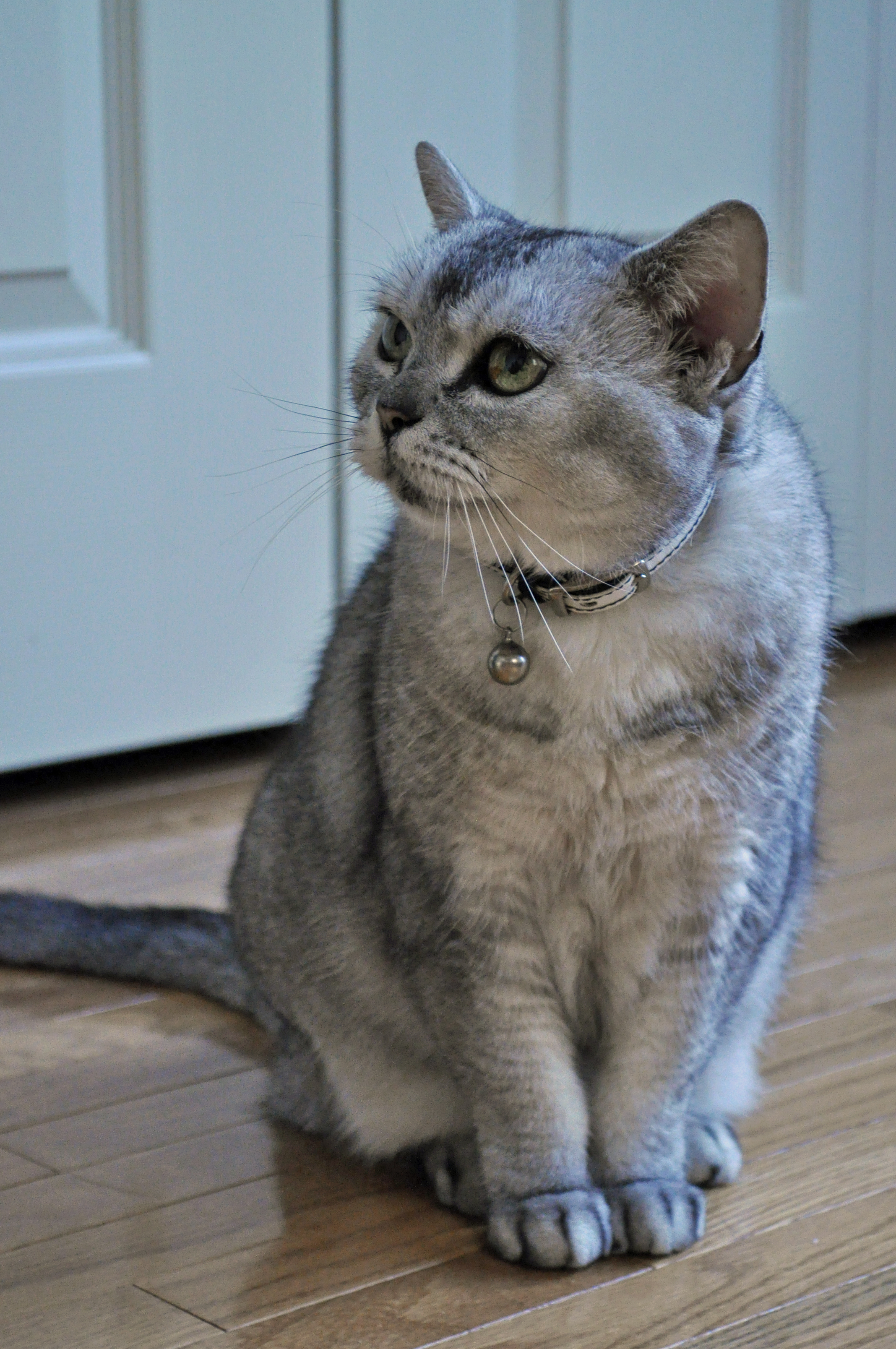 Американская короткошерстная кошка фото