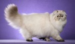 Красивый Персидский кот