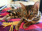 Бенгальская кошка на пледе