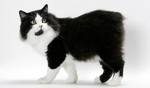 Черно-белый кот породы Кимрик
