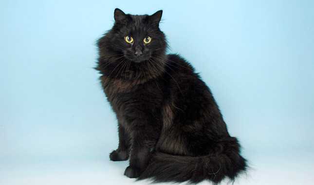 Черная Норвежская лесная кошка - фото и обои. Красивая картинка Черная  Норвежская лесная кошка на рабочий стол