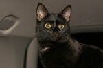 Бомбейская кошка в машине