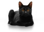 Портрет Бомбейской кошки