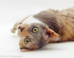 Очаровательный котенок Корниш-рекса