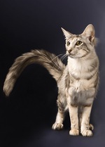 Миловидный кот породы Ориентал длинношерстный