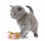 Котенок Британской короткошерстной кошки