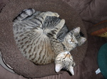 Котята Калифорнийской сияющей кошки