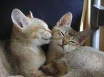 Очаровтельные коты Бурмилла