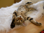 Очаровательный кот Чито