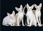 Коты породы Корниш-рекс