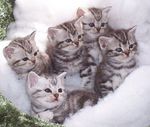 Симпатичные котята Американской короткошерстной кошки