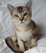 Симпатичный котенок породы Бурмилла