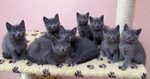 Три милых котенка породы Шартрез