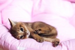 Милый котенок породы Чаузи