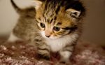 Симпатичный котенок Чито
