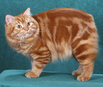 Симпатичный кот породы Кимрик