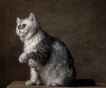 Милая Экзотическая короткошерстная кошка 