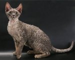 Симпатичный кот Орегон Рекс