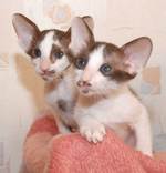 Симпатичные котята породы Ориентал Биколор