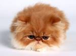 Симпатичный Персидский  котенок