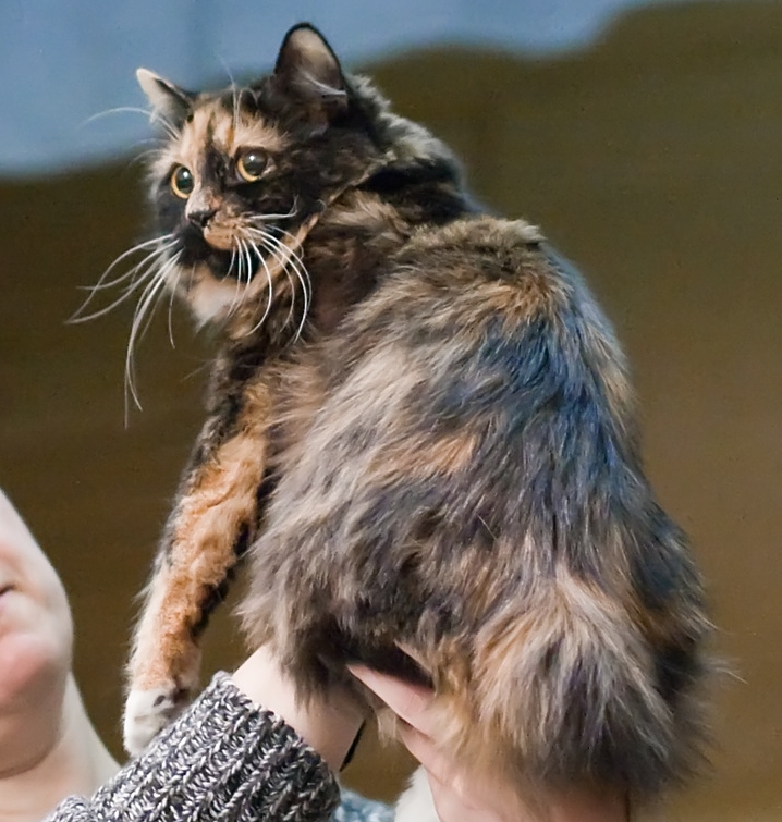 Кимрская кошка фото