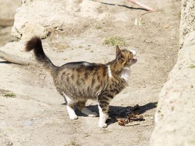 Кипрская кошка фото
