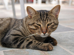 Кипрская кошка отдыхает