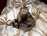 Европейская короткошерстная кошка на кровати