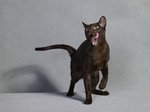 Интересная кошка породы Гавана