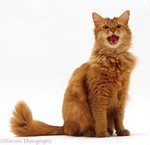 Забавный кот породы Сомали