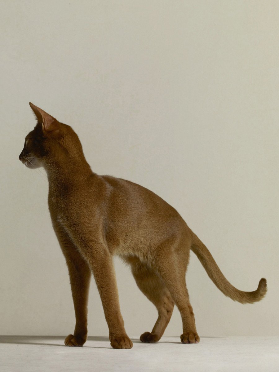 Порода кошек Гавана Браун