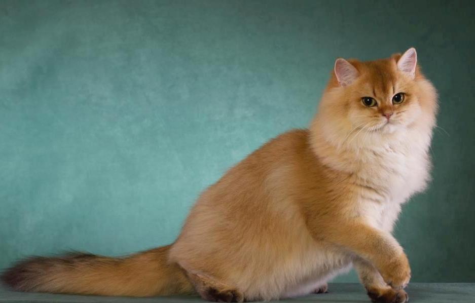 Британская кошка хайлендер фото
