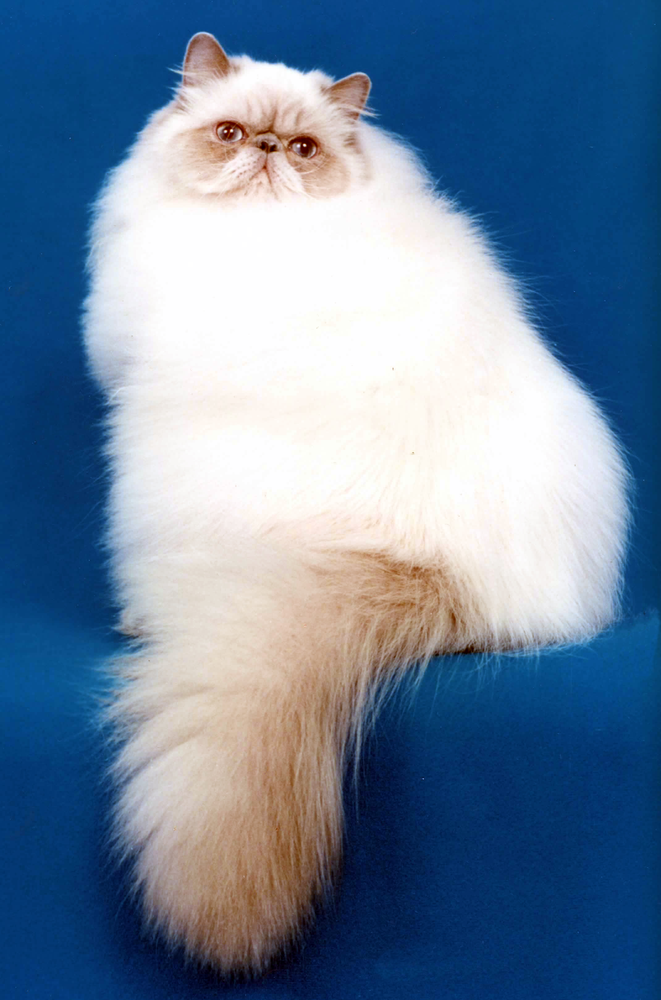 Гималайская кошка  фото