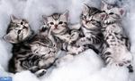 Красивые котята Американской короткошерстной кошки