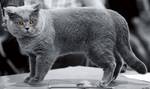 Прелестная Британская короткошерстная кошка