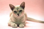 Прелестная кошка породы Бурмилла