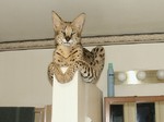 Прелестный кот породы Саванна