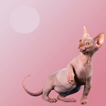 Портрет кота породы Минскин