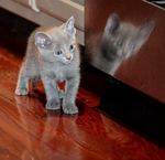 Милый котенок Русской голубой кошки