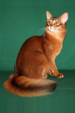 Милый кот породы Сомали
