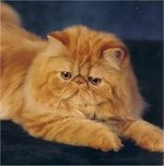 Задумчивый Персидский кот