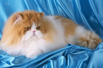 Персидский кот на голубом фоне
