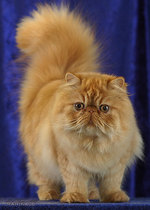 Персидский кот смотрит на вас