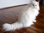 Персидский кот на полу