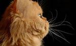 Персидский кот вид сбоку 