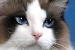 Милые глаза кота Рэгдолл